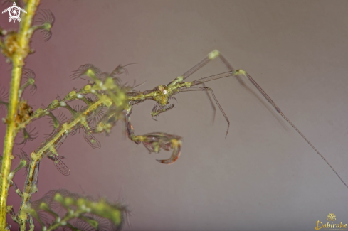 A Skeleton shrimp