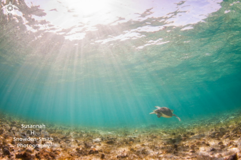 A Eretmochelys imbricata | Turtle