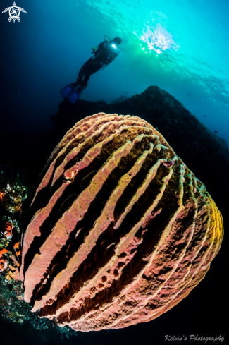 A wide angle hard coral