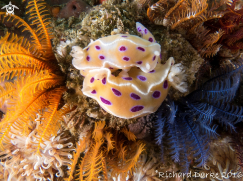 A Ceratosoma ingozi | Ink Spot Nudibranch