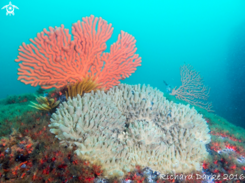 A Echinoclathria dichotoma | Tree Sponge