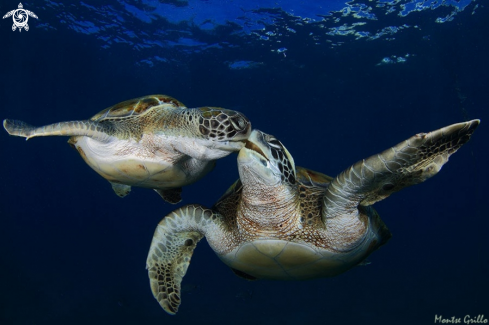 A Green turtle