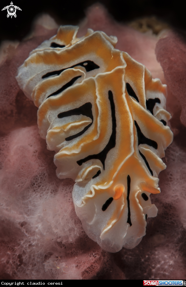 A nudibranco , Reticulidia fungia