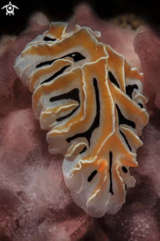 A Reticulidia fungia | nudibranco , Reticulidia fungia