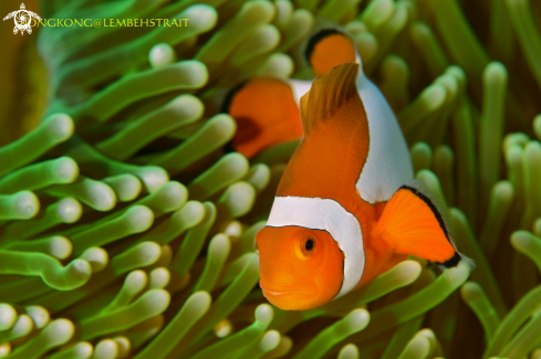 A Anemonefish