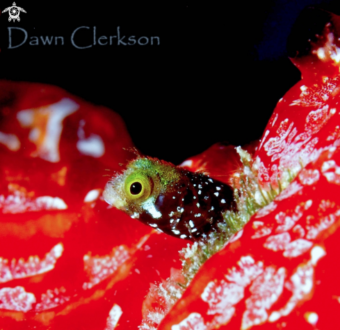 A Spinyhead Blenny