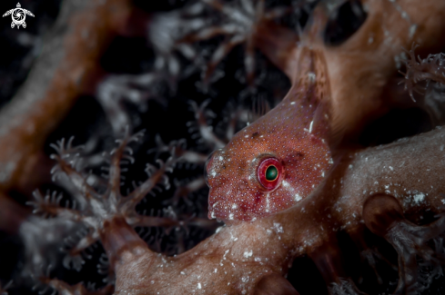 A Red Cling Fish