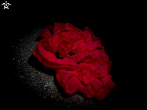 A Spanish dancer eggs