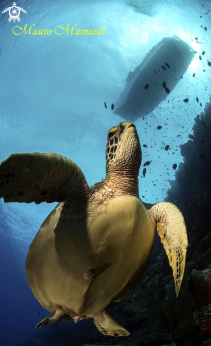 A Chelonia mydas | Green turtle