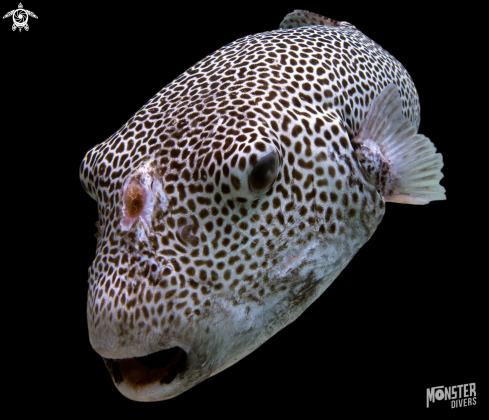 A Arothron stellatus | Stellate  pufferfish 