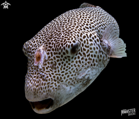 A Stellate  pufferfish 