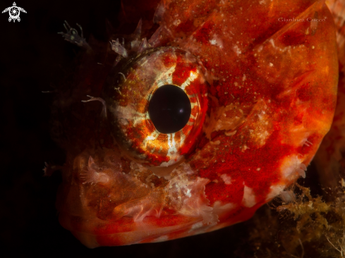 A Scorfanotto,Small red scorpion fish