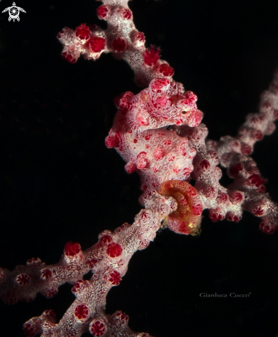 A Pygmy seahorse,Cavalluccio pigmeo