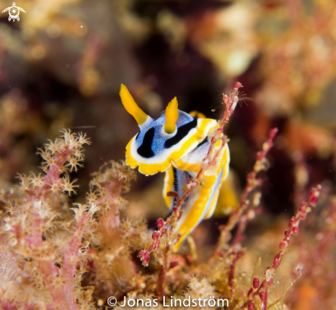 A Chromodoris annae