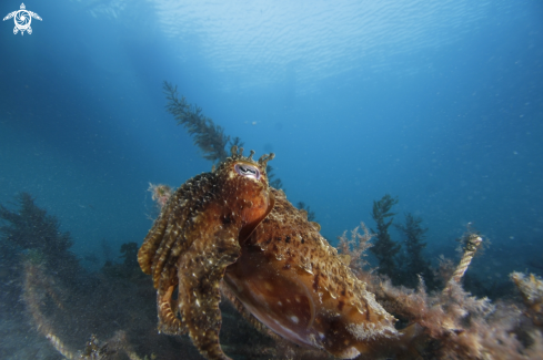 A CuttleFish