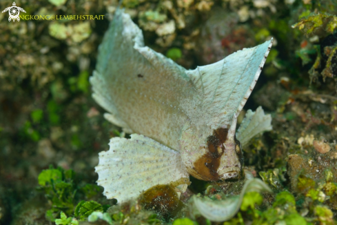 A Leaf fish