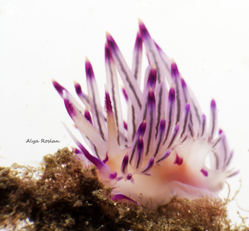 A Flabellina Rubrolineata