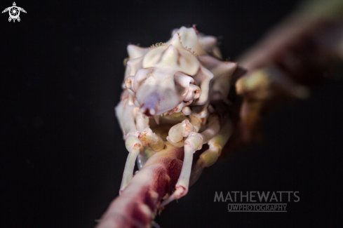 A Wire Coral Crab