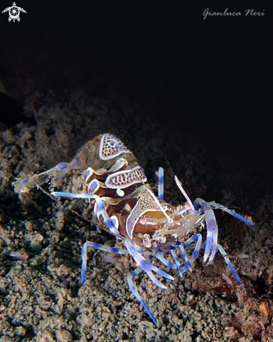 A Periclemenes amethysteus | Gamberetto fantasma