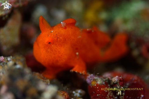 A Frogfish