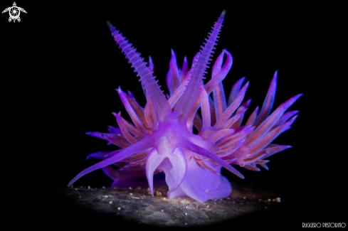 A Flabellina affinis | Nudibranch