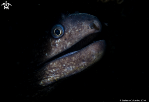 A Moray