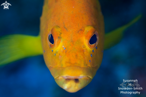 A Cephalopholis fulva | Coney - Golden Variation