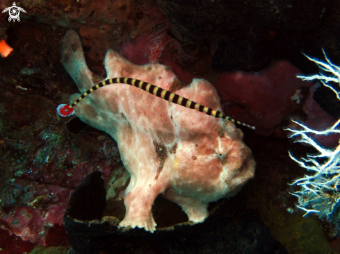 A frogfish