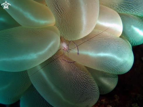 A gamberetto del corallo a bolla