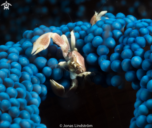 A Porcelan crab