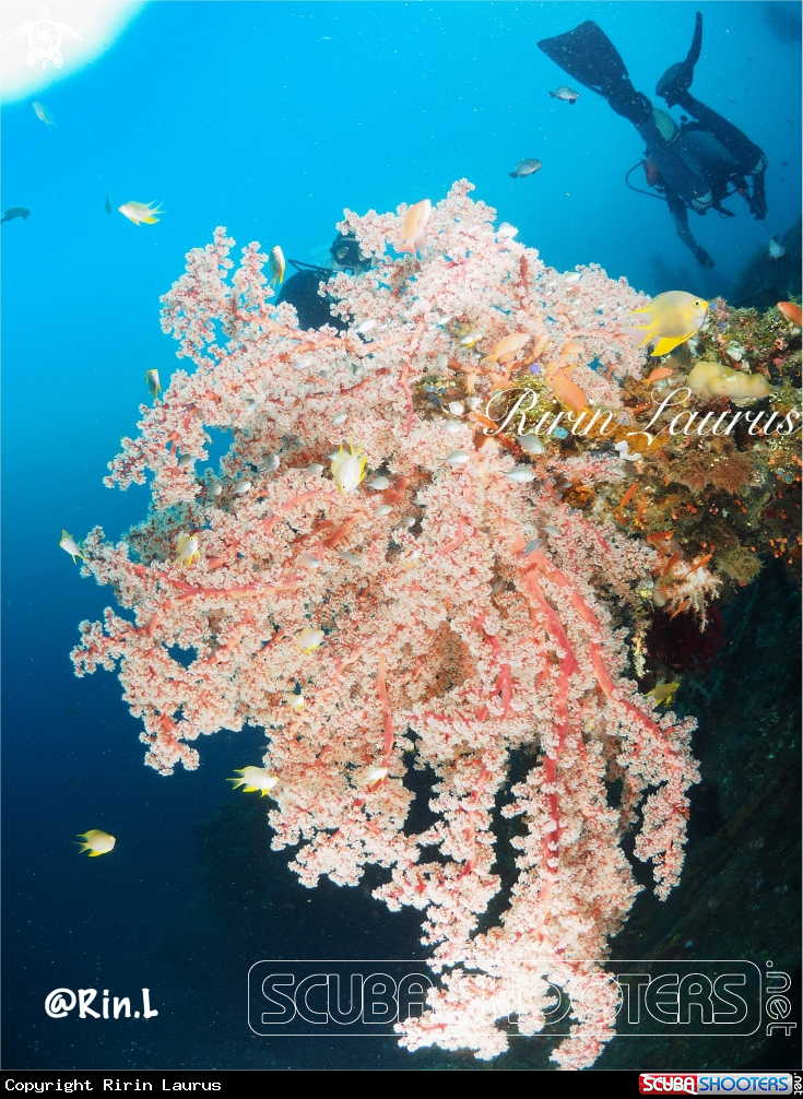 A Bushy Red Soft Coral