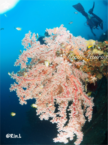 A Bushy Red Soft Coral