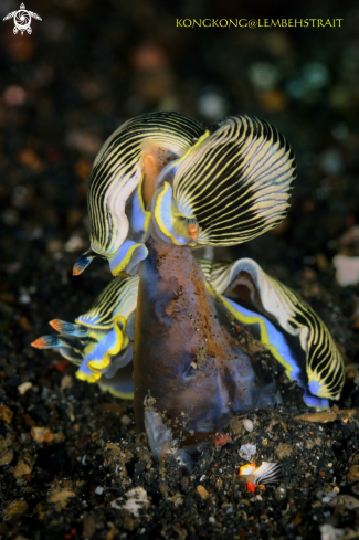 A Nudibranch