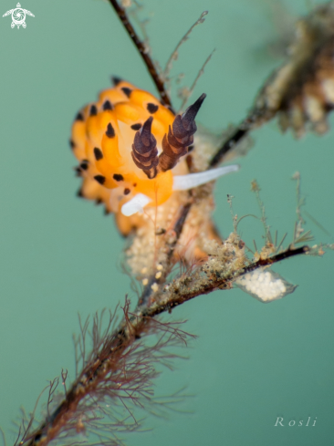 A Favorinus Tsuruganus Nudibranch