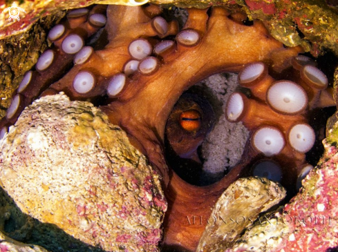 A octopus and eggs