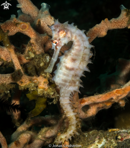 A Thorny Seahorse