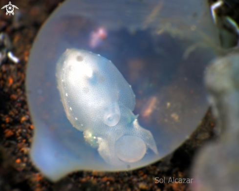 A cuttlefish