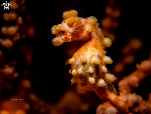 A Pygmy Seahorse