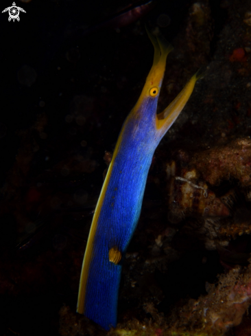 A Rhinomuraena quaesita | Blue Ribbon Eel