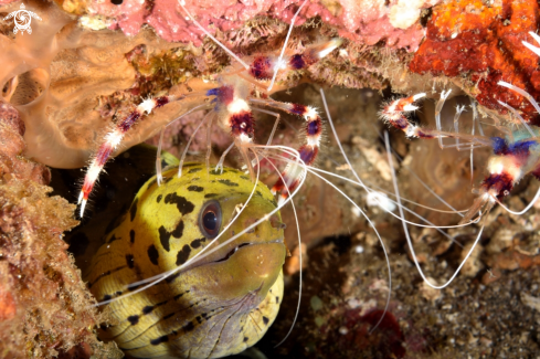 A Fimbriated Moray Eel