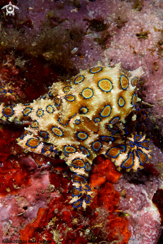 A Pulpo anillos azules 