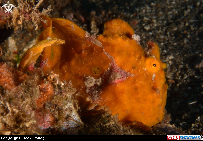 A Spotfin Frogfish