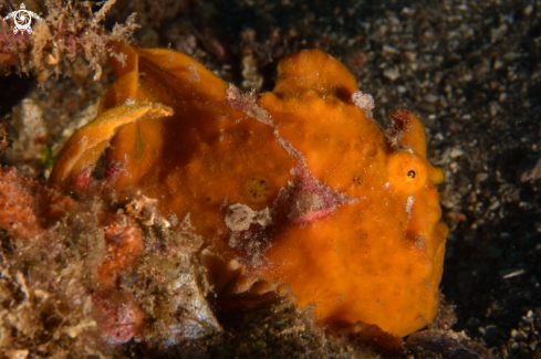 A Spotfin Frogfish