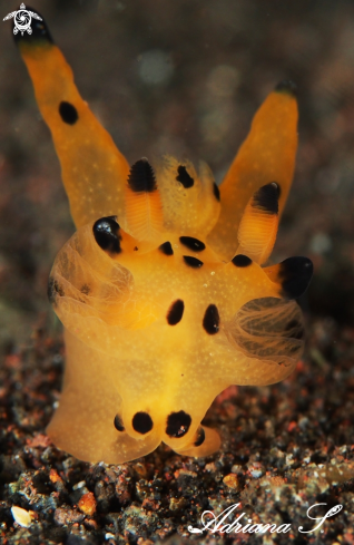 A Nudibranch