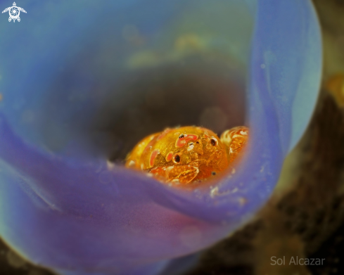 A tunicate shrimp 