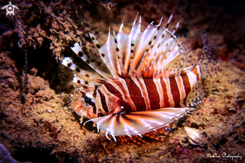 A Pterois volitans | Lionfish