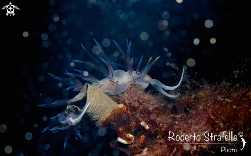 A Cratena peregrina