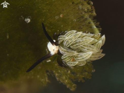 A Costasiella usagi | Sheep Nudi