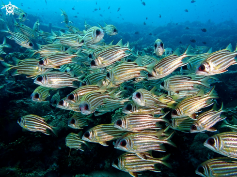 A PURPLE-SPOTTED BIGEYE 