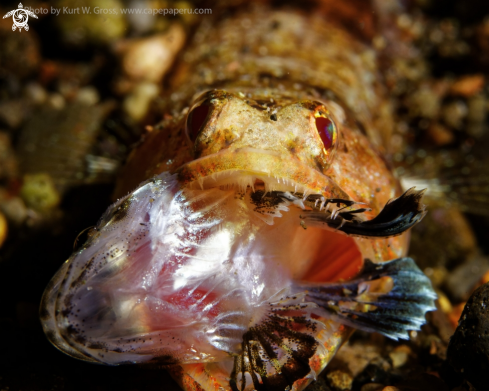 A Lizard fish hunting